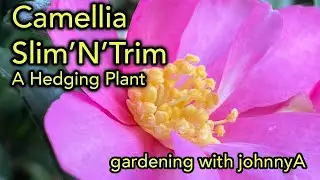 How To grow Camellia Slim'N'Trim For a Small to medium Flowering Hedge
