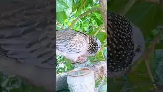 beautiful dove 