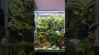 Проект «Камбоджа» в галерее АКВАРИУМПЕРМЬ.РФ #aquarium #aquascape #aquascaping #fishtank #lostworld