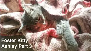 Foster Kitty Ashley Part 3