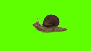 Green screen snail video| Snail idle green screen