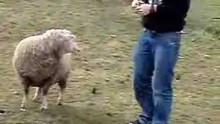 Pussy boy touching a sheep