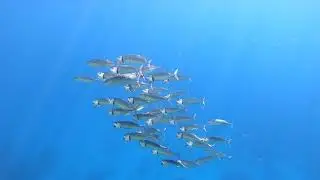 Marsa-Alam, Abu Dabbab, Malikia reef