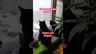 сегодня уже вторник. (Сплетницы кошки у окошка) 