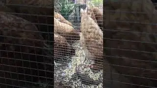 Chickens morning snack #backyardchickens