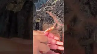 Mastering Locs: Retwist & Parting