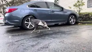 Wild turkey roaming around the community like a Pet #seeyouagain #seattle #trending