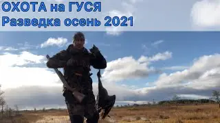 ОХОТА на ГУСЯ осень 2021. Канинский гусь пошёл