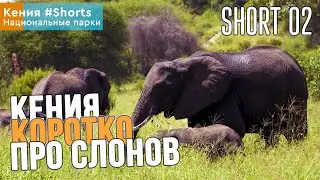 Тур в Кении 🐘 Слоны в Африке