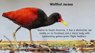 #nature  Nature birds  - Types of Jacanas