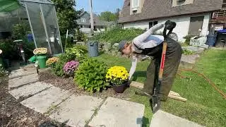 PLANTING MUMS in the Fall Season