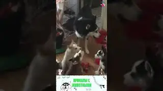 приколы с животными , смешные моменты , коты и собаки  , смех до слез 