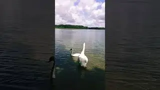 ЛЕБЕДИНАЯ ВЕРНОСТЬ! #@ЛЮБОВЬ@