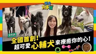 全國首創！超可愛心輔犬來療癒你的心！|【新北萬事屋】EP29