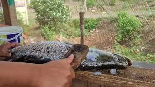 Very Big Fish Found | Fish Cutting  | Fish Cutting Skill