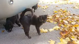всегда с собой пакетик с сосисками. Угощаем по дороге всех котиков. #котенок #cat #помощьживотным