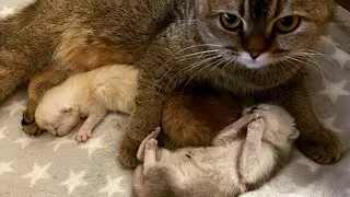 Обижают Барса😿Брасаются тигрицы🐯Котят наверно заберут 🐱Она и не скучает😼Olga Kirchgessner