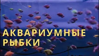 ЗНАКОМСТВО С НАМИ/ АКВАРИУМНЫЕ РЫБКИ / ЗООМАГАЗИН