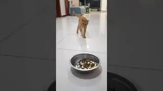 efeck masih mabuk 