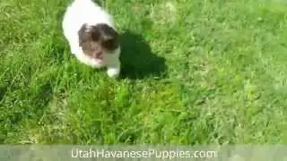 Beautiful Chocolate Havanese Puppy with Green Eyes Playing