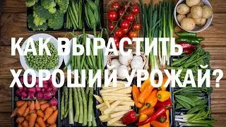 КАК ВЫРАСТИТЬ ХОРОШИЙ УРОЖАЙ #ЗАЩИТА РАСТЕНИЙ #Секрет раскрыт