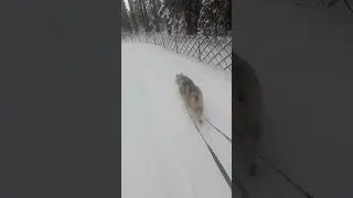 Гуляем по зимнему лесу с очень активным хаски)))