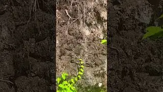 Нашел змеиную шкуру и хозяйка была неподалеку !