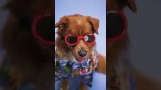 #youtubebidünyakonu# Forslu Sevimli Köpek. Keyfi Yerinde gibi. ama Hayvanlar Bunu İstiyor mu?