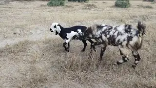 Goat Crossing From  Pure Bread In First Time|🙏🏼SubscribePLEASE|#goat #goatcrossing