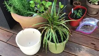 6/27/18 Garden Update
