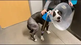 Dog FHO Recovery
