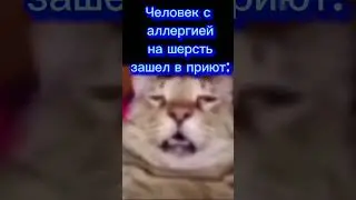 Сам в кота превратился #meme #memes #funny #dankmemes #memesdaily #funnymemes #lol #shorts