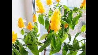 Цветок Пахистахис. Что надо знать? Pachystachys. 