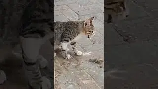 котики кушают сметану, cay evening pets street animals