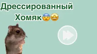 Джунгарский￼ Хомяк￼💗