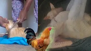 How to slaughter or butcher a chicken part 2// step by step the easiest way
