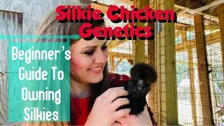 Silkie Chicken Genetics: Beginner’s Guide To Owning Silkies