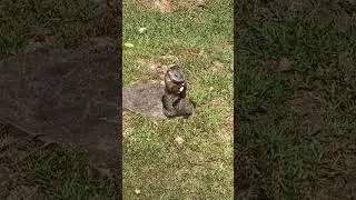 Groundhog Gnawing on a BBQ Rib Bone at the Appalachian Ocean