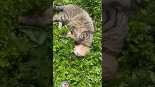 Кайфую