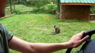 Племя обезьян / A tribe of monkeys