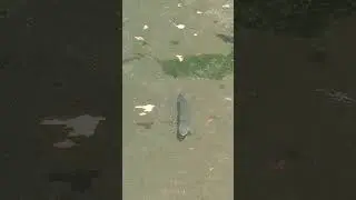 А В ЭТОМ ПРУДУ ПЛАВАЕТ ГОРНАЯ ФОРЕЛЬ