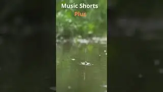 Seal - Kiss From a rose 🌹 Vive. Disfruta. Relájate. #shortsvideos and Music. #subscribeformore
