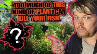 Can you have TOO MANY PLANTS in Your Aquarium? Yes,  Plants Can Even Crash Your Tank. 