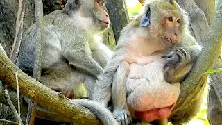 Wonderful Day of monkey Jane has good time to relax comfortably
