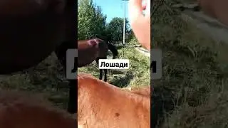 Лошадь есть корки арбуза