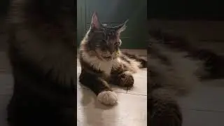 🐯Коты с Нами Живут Тысячелетии🔥🌲 🏡