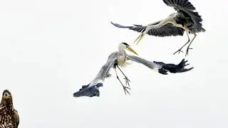 Победители National Geographic Nature Photographer of the Year 2017