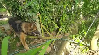 German Shepherd dog searching for cat