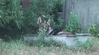 Немецкие овчарки с Красных Прудов