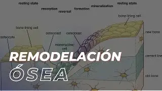 El proceso de remodelación ósea